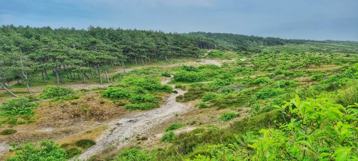 Schoorlse Duinen
